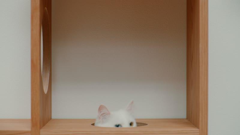 壁に付けられる家具猫用ステップ オーク材突板 | 無印良品