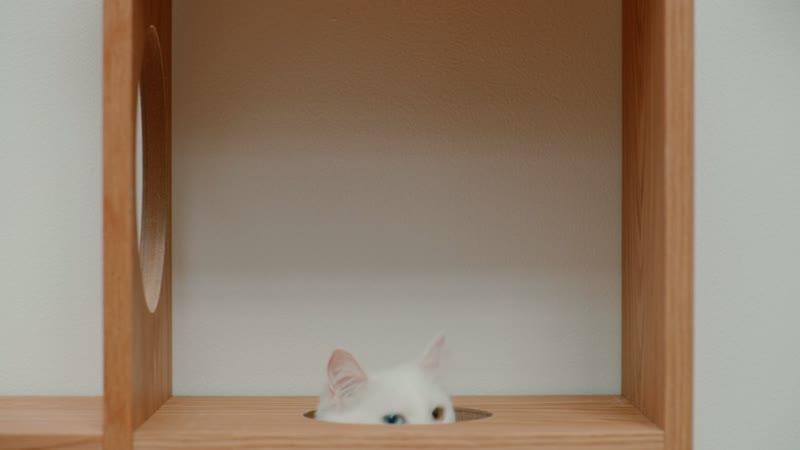 猫とくつろぐ、無印良品の空間|無印良品 猫とくつろぐ、無印良品の空間|無印良品